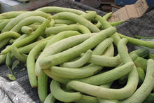 Melon Nasoloda Cucumis Melo Seeds for a reliable harvest in the Vegetable Patch & Home Garden
