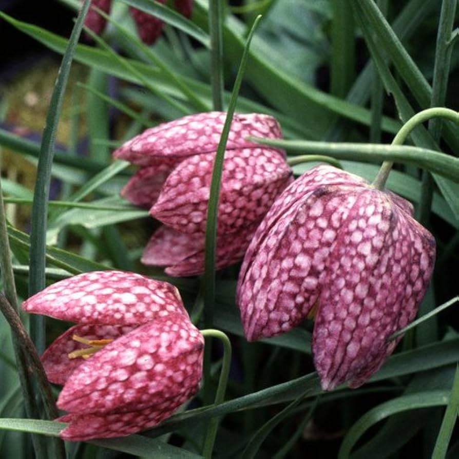 Fritillaria Fritillaria meleagris flower seeds for shady garden areas - for planting in home garden
