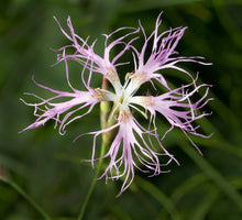 Pink Dianthus Seeds prized for fringed Pinks Perennial Flowers