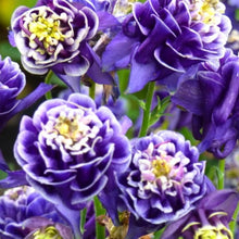 Aquilegia Columbine Seeds for a lasting display in the Garden Borders