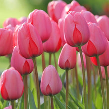 Tulip Seeds (Tulipa spp.) for colorful blooms in the Flower Bed & Urban Garden