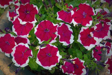 Petunia Petunia Hybrida Double Petals Seeds for growers filling out the Hanging Ornamental Borders