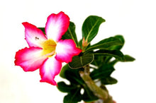 Adenium Desert Rose Mixed Colors Succulent Seeds for easy-care planting in pots or beds