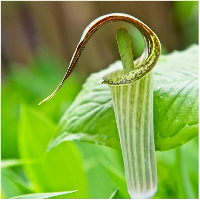 Pulpit Native Wildflower for planting in wildflower garden