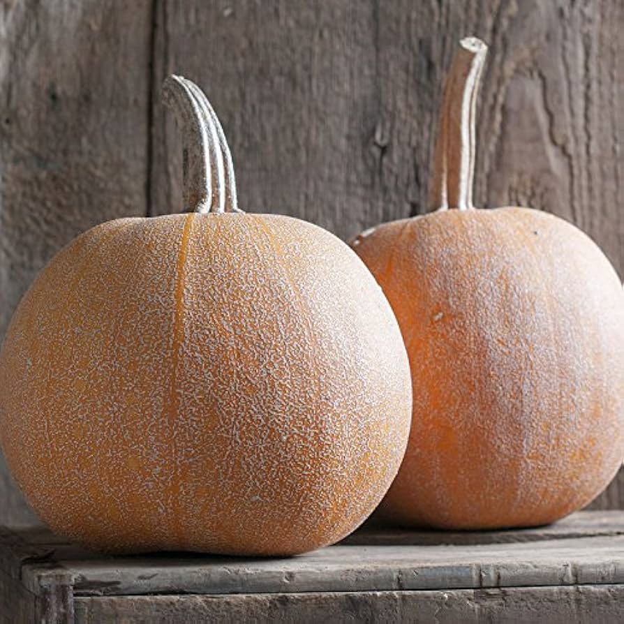 Pumpkin Harvest for planting in home garden.