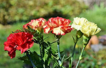 Rare Carnation Seeds for colorful blooms in the Flower Bed & Garden