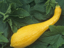 Early Summer Crookneck Summer Squash Seeds known for creamy, Yellow Harvests