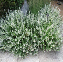 Green Calamintha Nepeta Plants for gardeners building out beds and borders