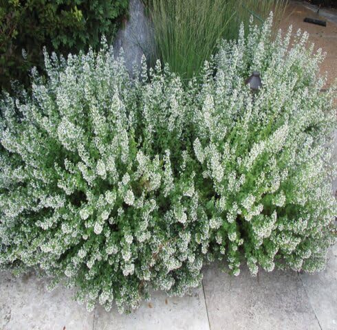Green Calamintha Nepeta Plants for gardeners building out beds and borders