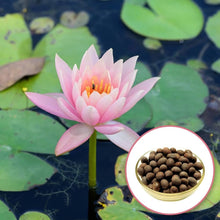 Water Lily Seeds (Nymphaea odorata) for seasonal color across the pond garden and water feature planting