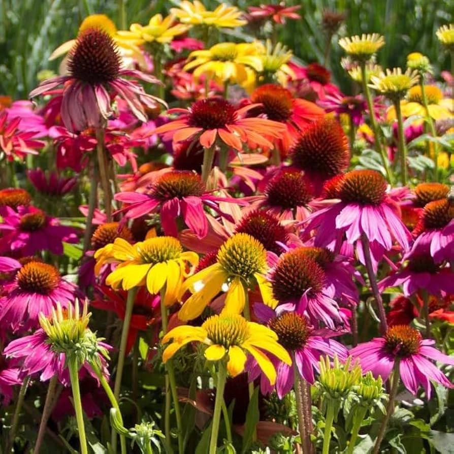 Echinacea purpurea seeds for healing and garden use