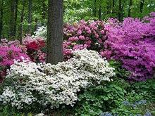 Azalea Seeds (Rhododendron spp.) for a lasting display in the Flower Bed & Garden