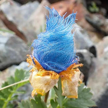 Prairie Seeds for reliable seasonal color