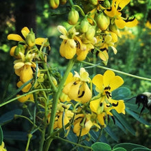Wild Senna Seeds (Senna hebecarpa) for a lasting display in the Flower Bed & Home Garden