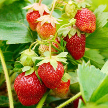 Giant Strawberry Seeds for sweet homegrown fruit in the Garden