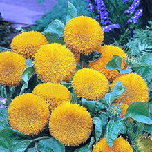 Gold Sunflower Seeds (Helianthus annuus) for a bright addition to the flower beds and summer gardens
