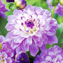 Dahlia Dahlia Pinnata Seeds for a bright addition to the Garden Decorative Borders