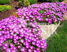 Sorbet Purple Ice Seeds (Viola cornuta) for growers filling out the balcony planter flower bed