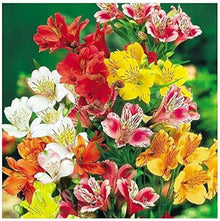 Alstroemeria Dr. Salter's Mix Seeds for seasonal color across the Flower Bed