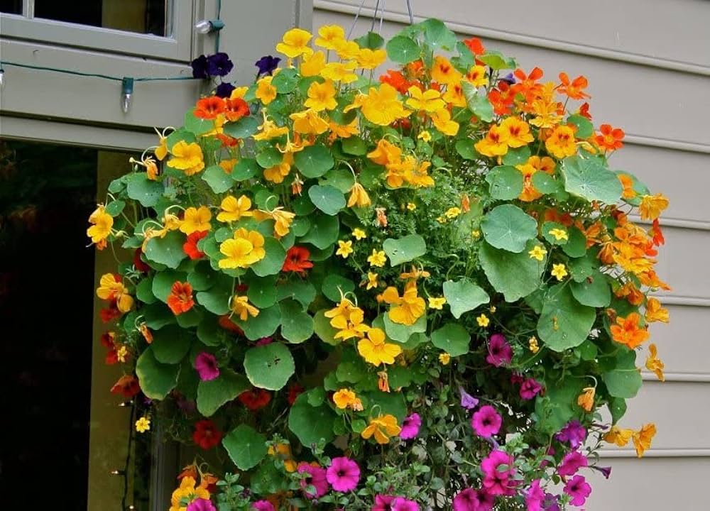 Nasturtium Tropaeolum majus bonsai flower seeds for indoor pots and decorative planting - for planting in home garden