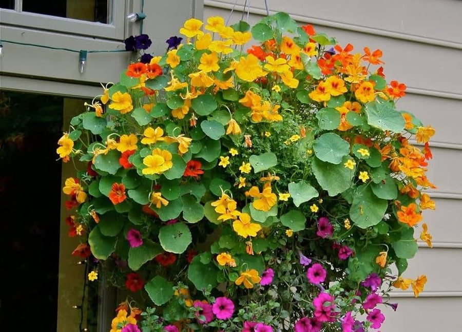 Nasturtium Tropaeolum majus bonsai flower seeds for indoor pots and decorative planting - for planting in home garden