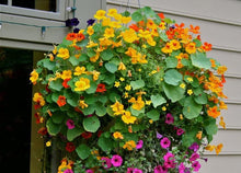 Nasturtium Seeds valued for bright, Edible Blooms