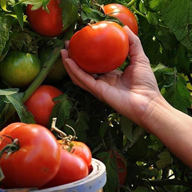 Vecchio Wyandotte Tomato Seeds for Unique, Flavorful Heirloom Tomatoes