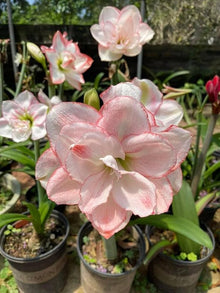 Hippeastrum Flower ��������� Hippeastrum spp. ��������� for planting in dark pink garden