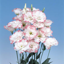 Lisianthus Eustoma Grandiflorum Pink Picotee Seeds for growers filling out the Elegant Garden Containers