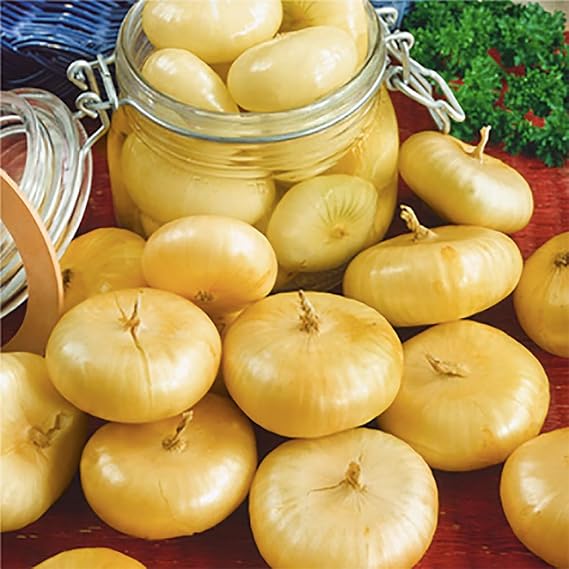 Yellow (Cipollini Onion Allium cepa organic vegetable) for planting in garden