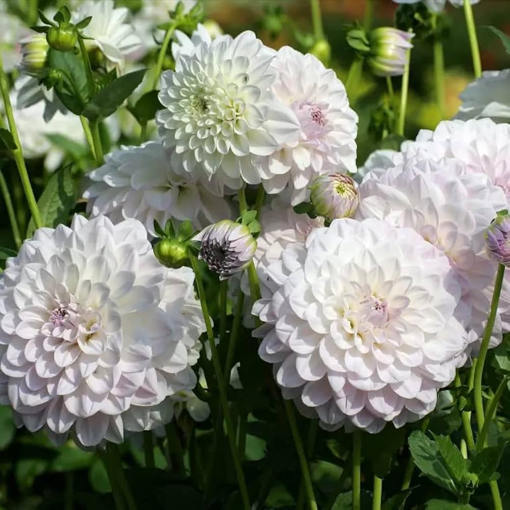 White Dahlia ��������� Dahlia spp. ��������� for planting in decorative gardens