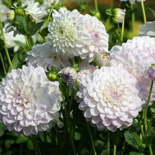 White Dahlia ��������� Dahlia spp. ��������� for planting in decorative gardens