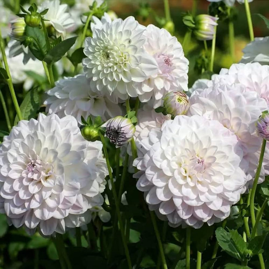 White Dahlia ��������� Dahlia spp. ��������� for planting in decorative gardens