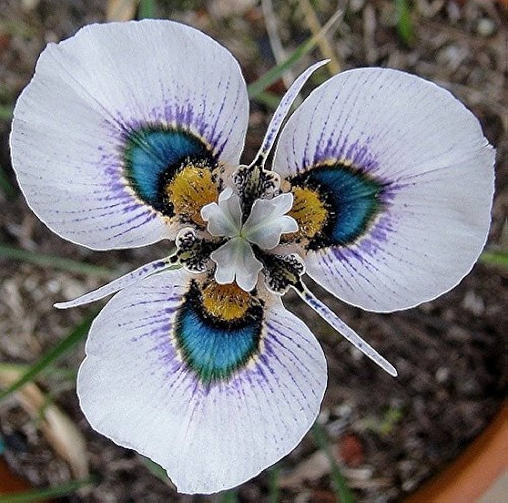 Moraea iridioides ��������� African Iris ��������� for planting in decorative garden beds