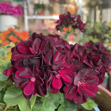 Bright Red Geranium Seeds (Pelargonium hortorum) for colorful blooms in the Flower Urban Garden