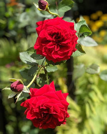 Rose Plant Seeds grown for dIY Gardening