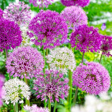 Exotic Giant Allium Multicolor Flower Garden Seeds for growers seeking a long-blooming display