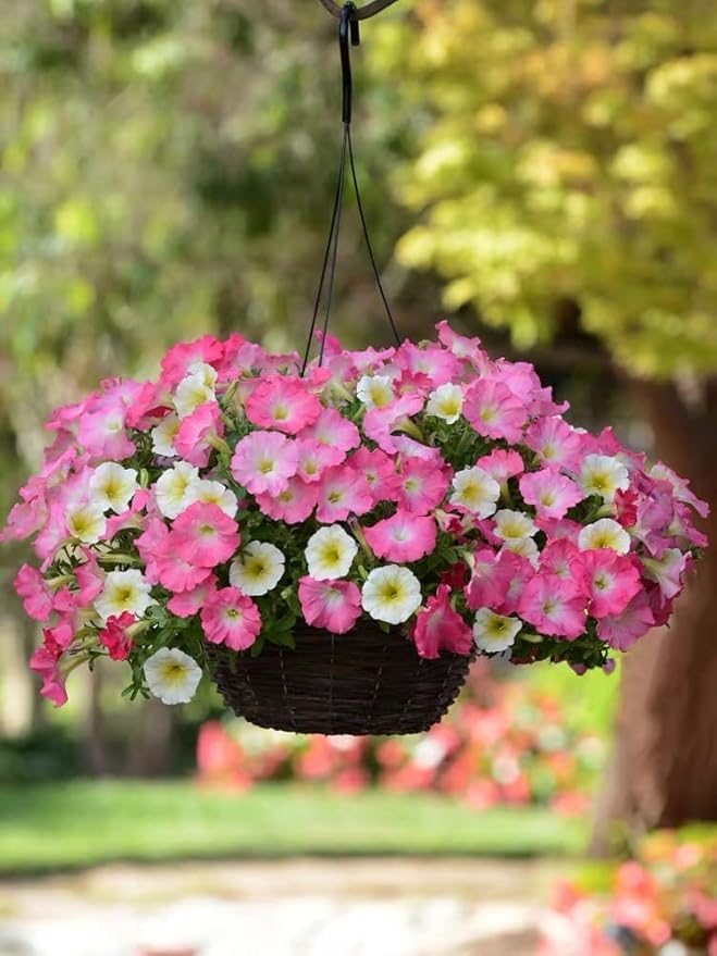 Petunia & Melissa Perennial Seeds for gardeners building out beds and borders