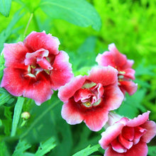 Gloxinia Seeds for a lasting addition to the landscape