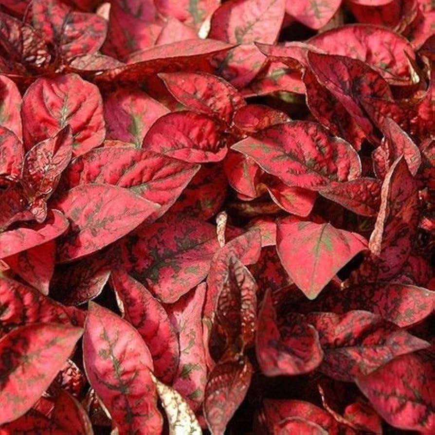 Polka Dot Plant Hypoestes phyllostachya Select Splash Red foliage seeds for planting in indoor pots or shade gardens - for planting in home garden