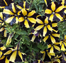 Black Velvet Petunia Yellow Plant - for planting in home garden