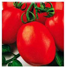 Cherry Seeds (Roma tomato) known for sweet small sauce tomatoes