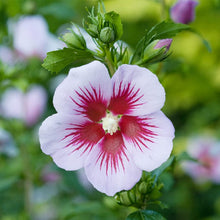 Mixed Colors Rose of Sharon Hibiscus Syriacus Flower Tree Bush Shrub Seeds for a lasting addition to the landscape