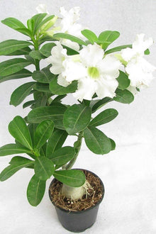 Desert Rose Adenium Obesum White King Parfum seeds