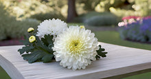 White Pyrethrum Seeds for seasonal color across the Home Flower Bed