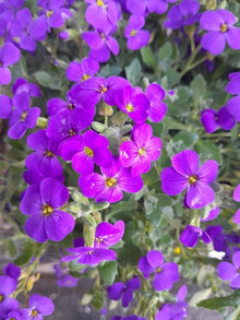 Aubrieta Cascade Purple Rock Cress Seeds (Aubrieta deltoidea) for a lasting display in the rock gardens and border planting