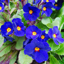 Common Blue Primrose Seeds known for beautiful Spring Blooms