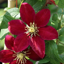 Clematis Seeds for a colorful addition to any planting