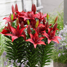 Lily Seeds for growers filling out the Flower Garden
