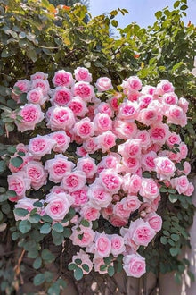 Rose Flower ��������� Rosa spp. ��������� for planting in pink white garden